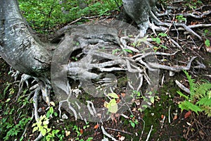 Network of tree roots in the forest.