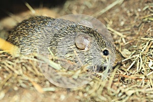 Neumann grass rat