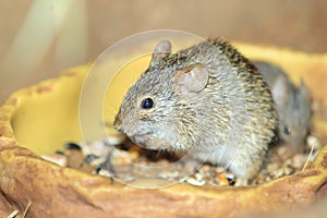 Neumann grass rat photo