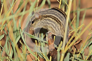 Neumann grass rat photo