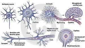 Neural cells and structures isolated on white background