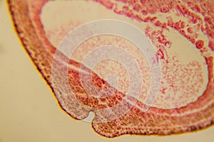 Neural fold cross section during embryonic development under microsco photo