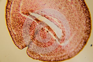 Neural fold cross section during embryonic development under microsco photo