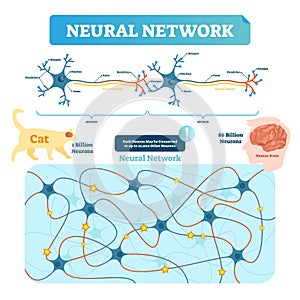 Neural network vector illustration. Neuron structure and net diagram.