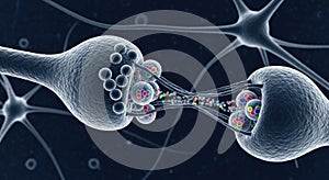 Neural synapse connection, nerve pathway transmission, neurotransmitter release, cellular communication, brain activity