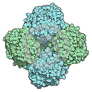 Neuraminidase enzyme. Structure of H5N1 avian influenza neuraminidase photo