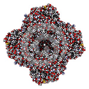 Neuraminidase enzyme. Structure of H5N1 avian influenza neuraminidase photo