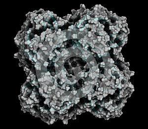 Neuraminidase enzyme. Structure of H5N1 avian influenza neuraminidase