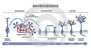 Neurogenesis as detailed neuron development process stages outline diagram