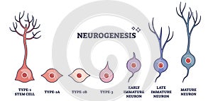 Neurogenesis process as stem cell growth to mature neuron outline diagram