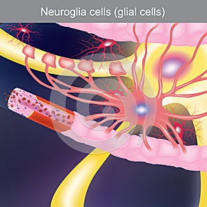 Neuroglia cells. Anatomy body parts. photo