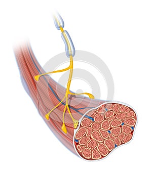 Neuromuscular junction. Skeletal muscle and motor neuron