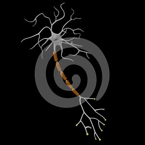 Neuron