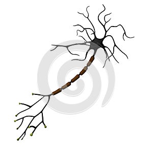 Neuron