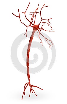 Neuron