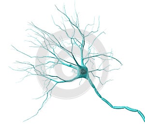 Neuron