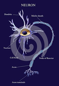 Neuron