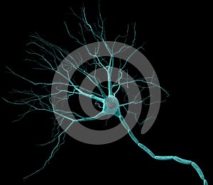 Neuron