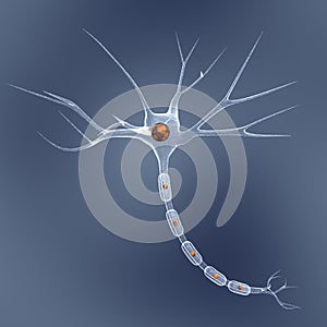 Neuron