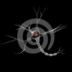 Neuron