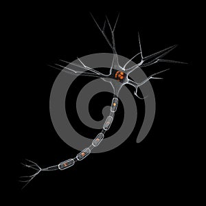 Neuron
