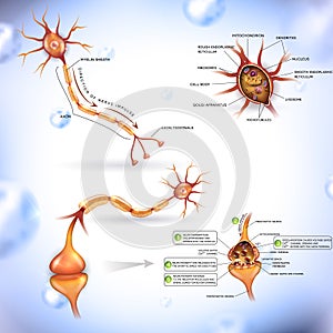 Neuron