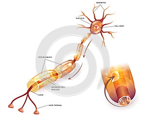 Neuron