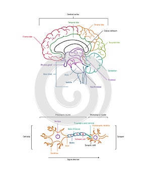 Neuron anatomy. Axons, dendrites, cell body, myelin and synaptic cleft. Neuroscience infographic on white background