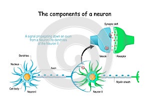 Neuron anatomy. Close-up of a Chemical synapse