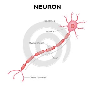 Neuron anatomy . infographic