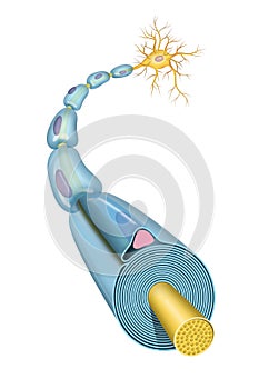 Neuron anatomy and myelin sheath formation. 3D