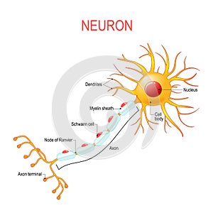 Neuron anatomy. Structure of a nerve cell