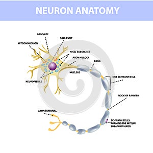 Neuron, axon of nerve cells. Neuron structure, vector photo
