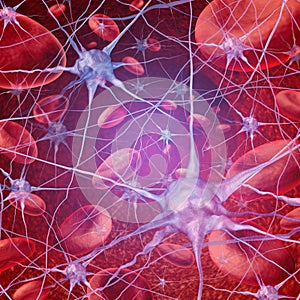 Neuron Blood Circulation