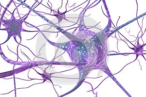 Neuron, brain cell