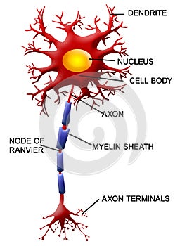 Neuron cell