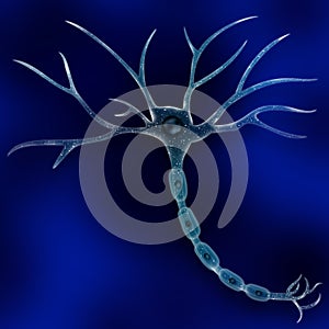 Neuron Cell