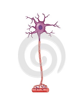 Neuron cell anatomy