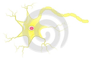 Neuron cell with axon vector illustration photo