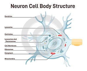 Neuron cell body anatomy. Cross detailed section anatomy. Dendrites, lysosomes