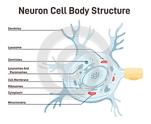 Neuron cell body anatomy. Cross detailed section anatomy. Dendrites, lysosomes photo