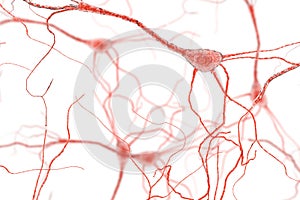 Neuron Cell, Neurons on white background