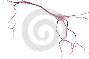 Neuron Cell, Neurons on white background photo