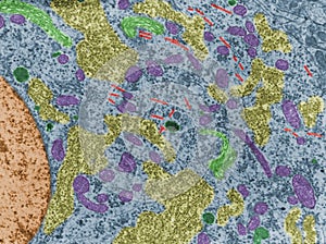 Neuron. Cell organelles. False colour TEM photo