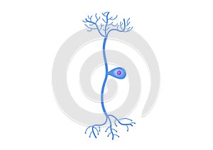 Neuron cell vector