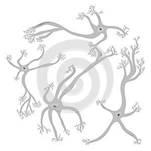 Neuron cells. Vector simple design illustartion