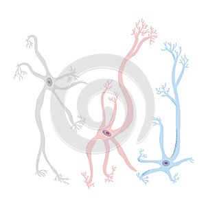 Neuron cells. Vector simple design illustartion