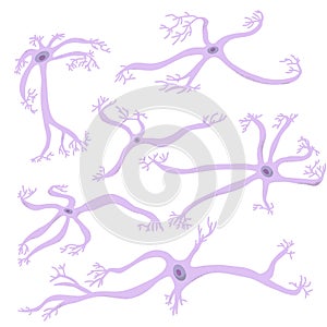 Neuron cells. Vector simple design illustartion