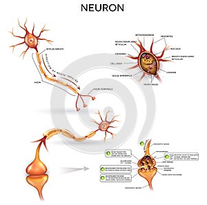 Neuron detailed anatomy