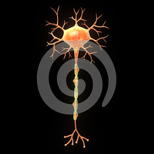 Neuron